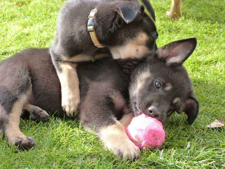 chinook dog